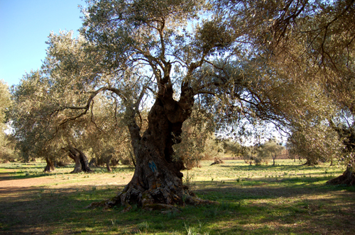 Bari/ Regione. Per i 100 anni della Repubblica d’Albania un ulivo pugliese in&nbsp;dono
