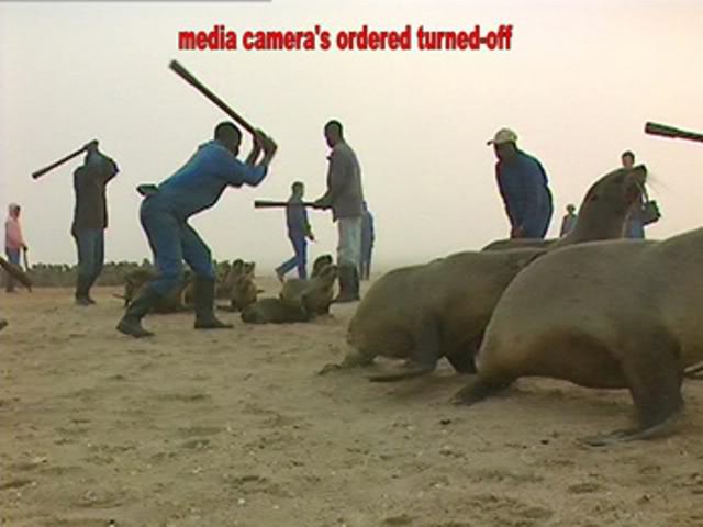 Namibia/ Cuccioli di foca. Fermate la macellazione di massa dell’australiana Hatem&nbsp;Yavuz