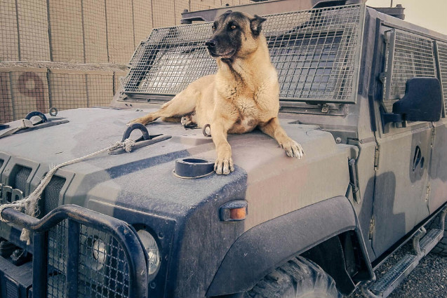 LIBANO/ E’ MORTO JIMMY, UN CANE ANTI-ESPLOSIVO DEL CONTINGENTE&nbsp;ITALIANO